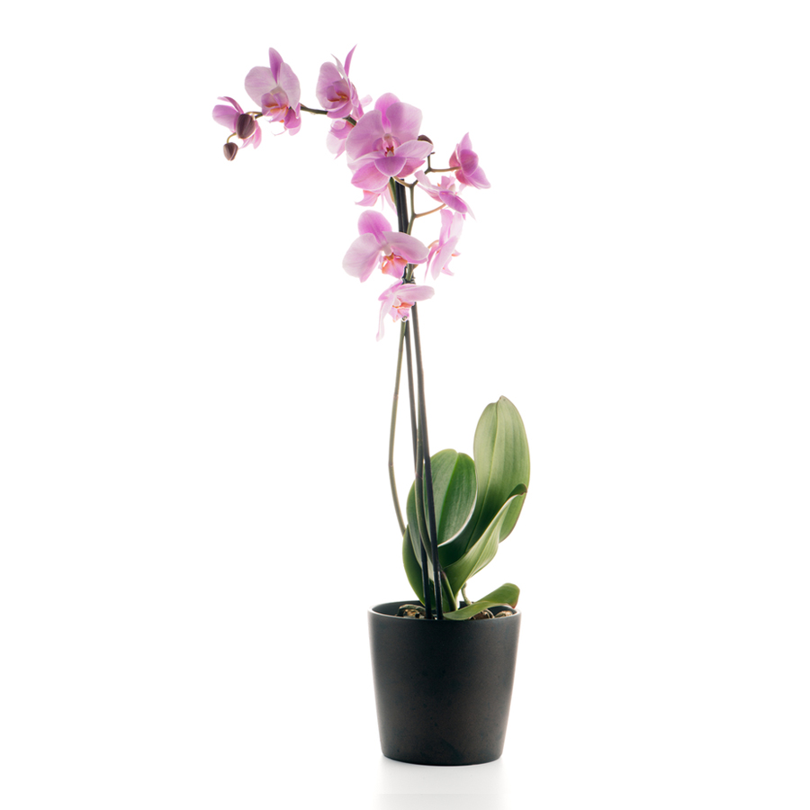 Plante Orchidée Mouchetée